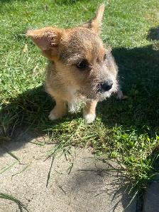 READY FOR THEIR FOREVER HOME! - Photo 7