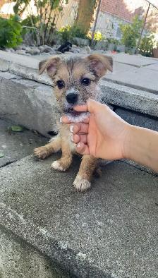 READY FOR THEIR FOREVER HOME! - Photo 9