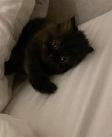 Chaton Angora - Photo 2