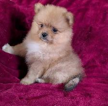 Pomeranian puppies ♥️579-366-2929 - Photo 2