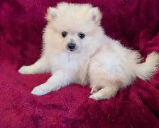Pomeranian puppies ♥️579-366-2929 - Photo 3
