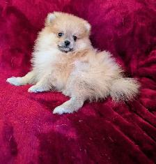 Pomeranian puppies ♥️579-366-2929 - Photo 4