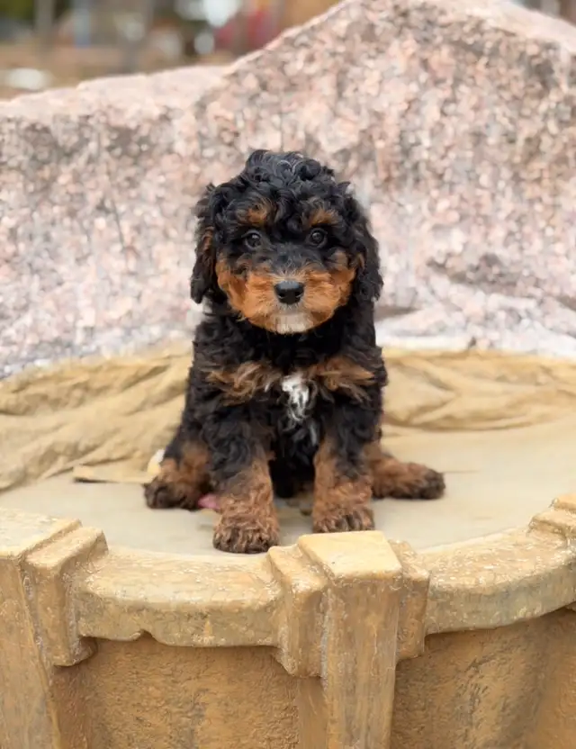 Mini Bernedoodle puppies
