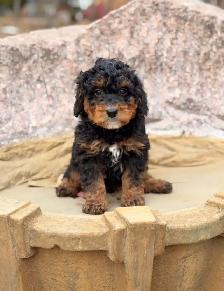 Mini Bernedoodle puppies