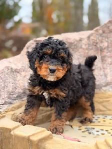 Mini Bernedoodle puppies - Photo 2