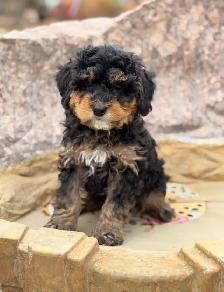 Mini Bernedoodle puppies - Photo 3