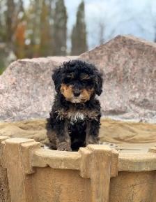 Mini Bernedoodle puppies - Photo 4
