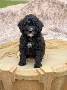 Mini Bernedoodle puppies - Photo 5