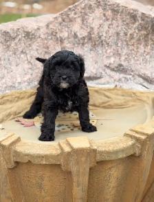 Mini Bernedoodle puppies - Photo 6