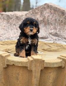 Mini Bernedoodle puppies - Photo 7