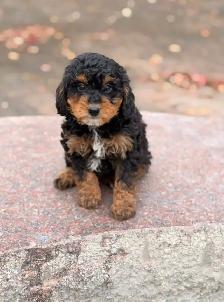 Mini Bernedoodle puppies - Photo 8