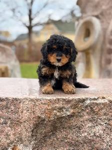 Mini Bernedoodle puppies - Photo 9
