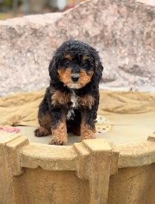 Mini Bernedoodle puppies - Photo 10