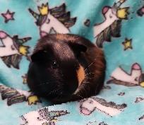cochon d'inde poil lisse - Photo 6