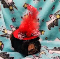 cochon d'inde poil lisse - Photo 9