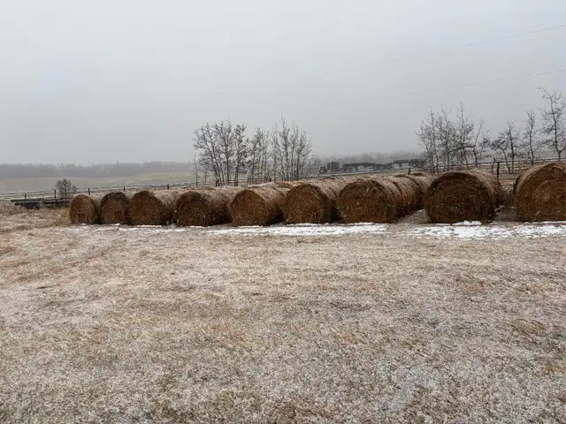 Round hay bales for sale