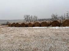 Round hay bales for sale