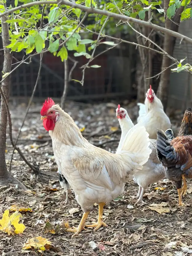 Roosters for Sale