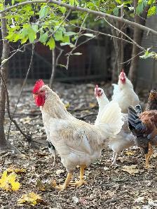 Roosters for Sale
