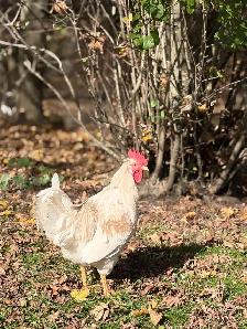 Roosters for Sale - Photo 2