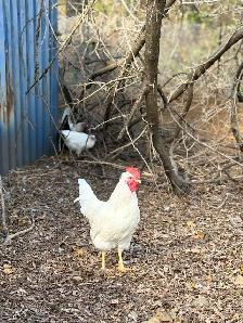 Roosters for Sale - Photo 3
