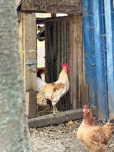 Roosters for Sale - Photo 4
