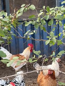 Roosters for Sale - Photo 5
