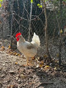 Roosters for Sale - Photo 6
