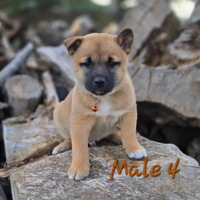 Shiba Inu Cross