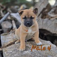Shiba Inu Cross