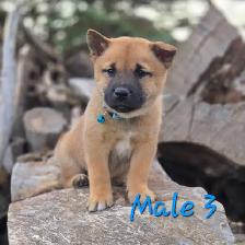 Shiba Inu Cross - Photo 2