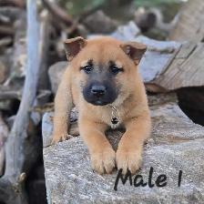 Shiba Inu Cross - Photo 3