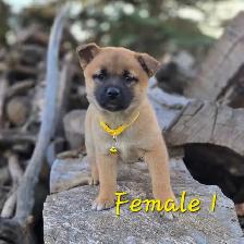 Shiba Inu Cross - Photo 4