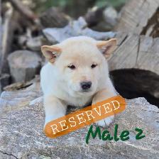 Shiba Inu Cross - Photo 5