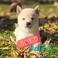 Shiba Inu Cross - Photo 6
