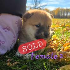 Shiba Inu Cross - Photo 7
