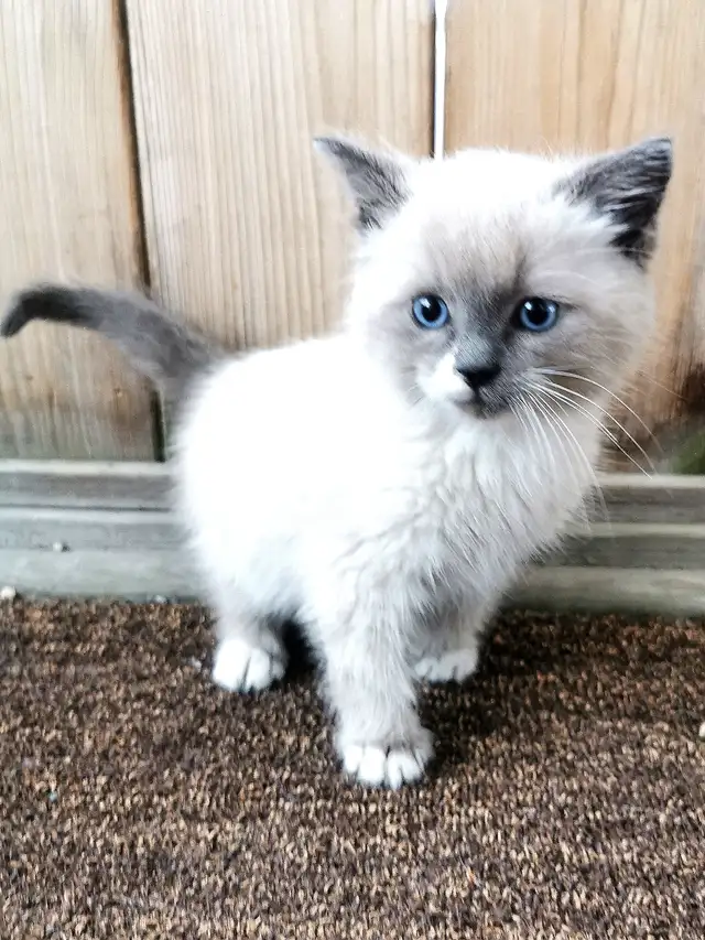 Part Ragdoll and Siamese male kitten