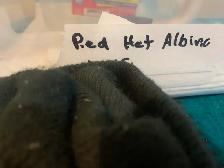 pied  pythons - Photo 5
