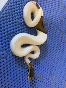 pied  pythons - Photo 6
