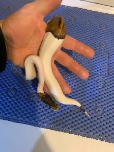 pied  pythons - Photo 7