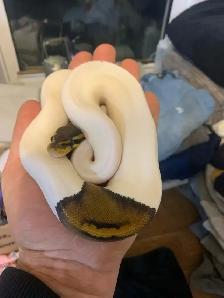 pied  pythons - Photo 8