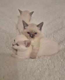 Ragdoll Kittens