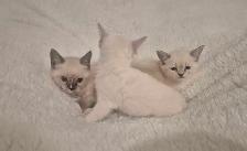 Ragdoll Kittens - Photo 2