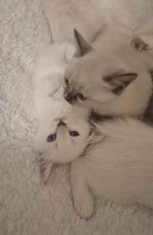 Ragdoll Kittens - Photo 3