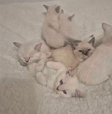 Ragdoll Kittens - Photo 4