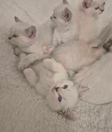 Ragdoll Kittens - Photo 5