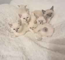 Ragdoll Kittens - Photo 6