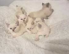 Ragdoll Kittens - Photo 7