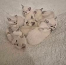 Ragdoll Kittens - Photo 8