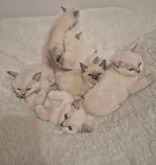 Ragdoll Kittens - Photo 9